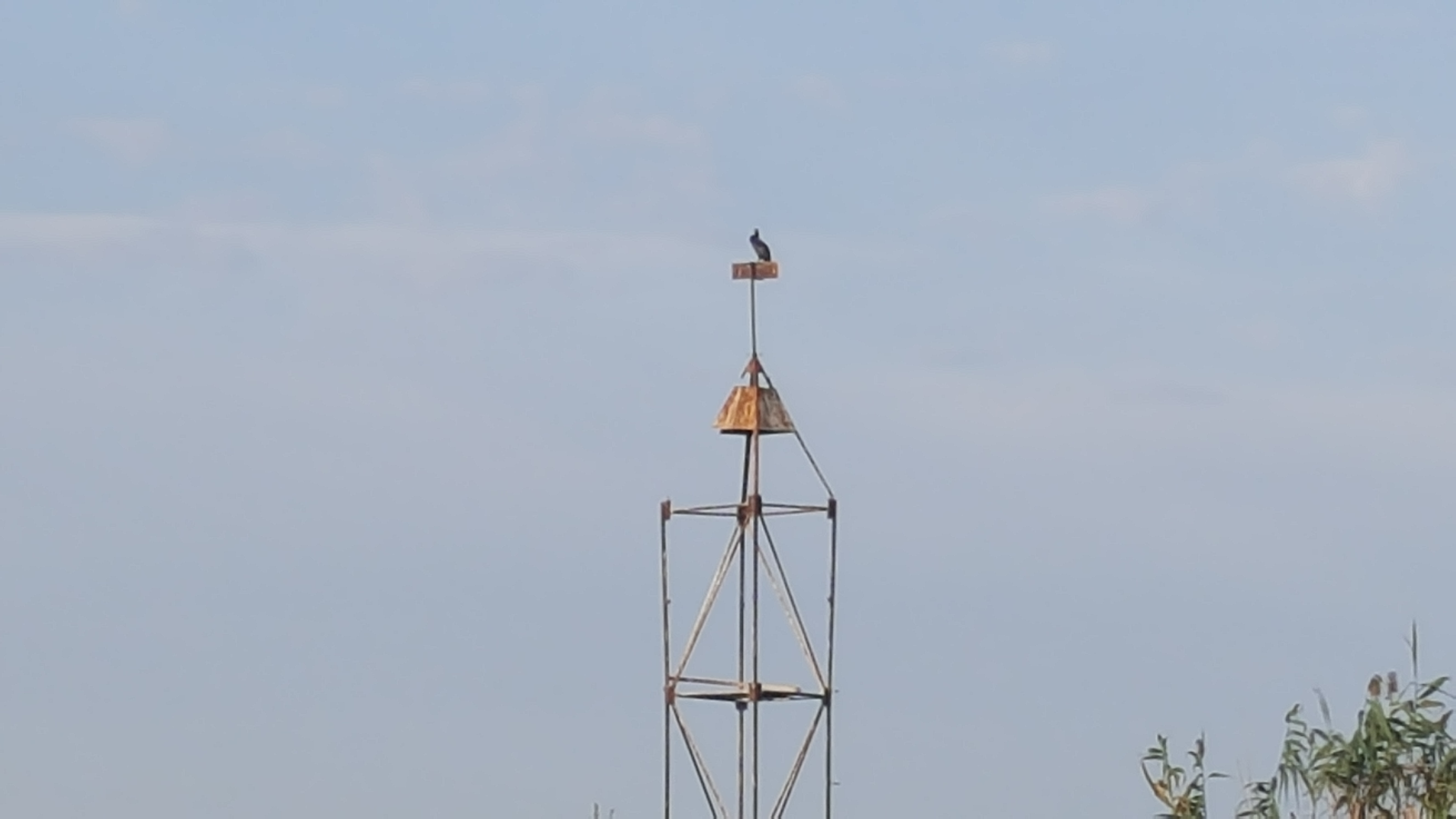 Cormoran in Delta Dunarii